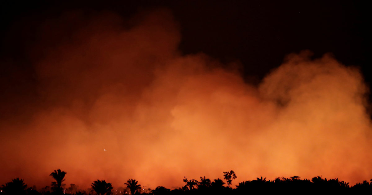 Why do people call the Amazon rainforest the “lungs of the… The Face