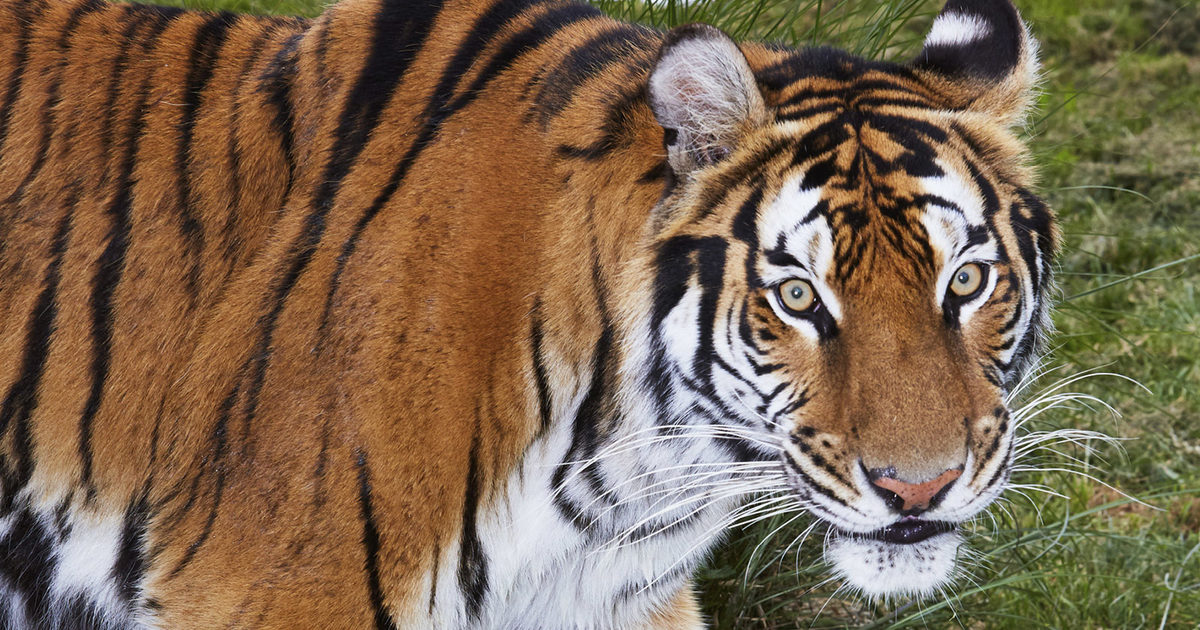 Tiger King UK: On The Trail Of Britain’s Big Cat… - The Face